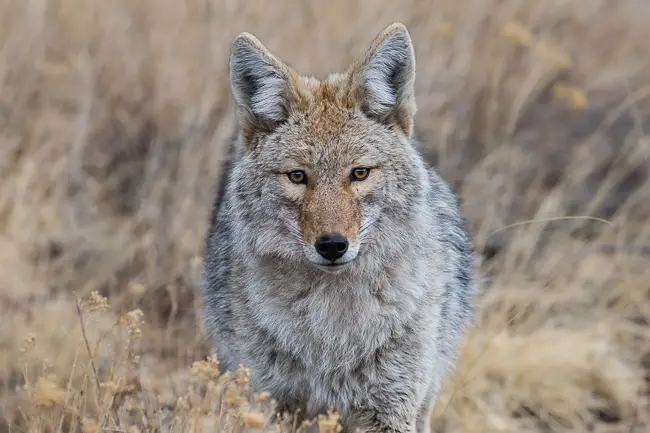 Coyote closeup on a Rocky Mountain National Park Tour